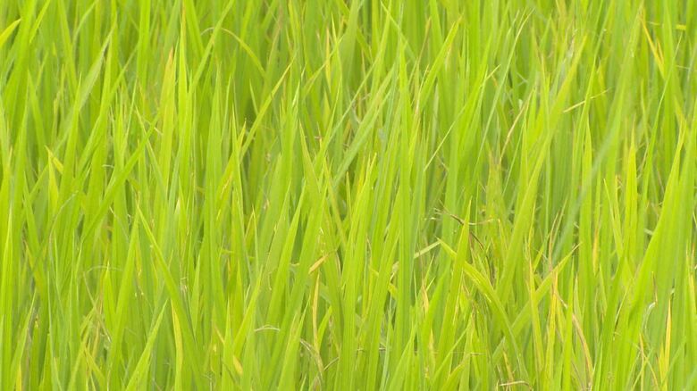 水不足で葉が変色（7月）