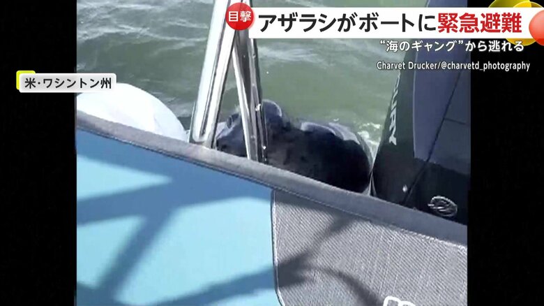 命からがらシャチから逃れるように、ボートへ避難してきていたアザラシ