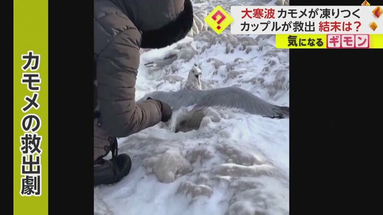 かまれないように慎重に、ノミやハンマーで氷を砕く