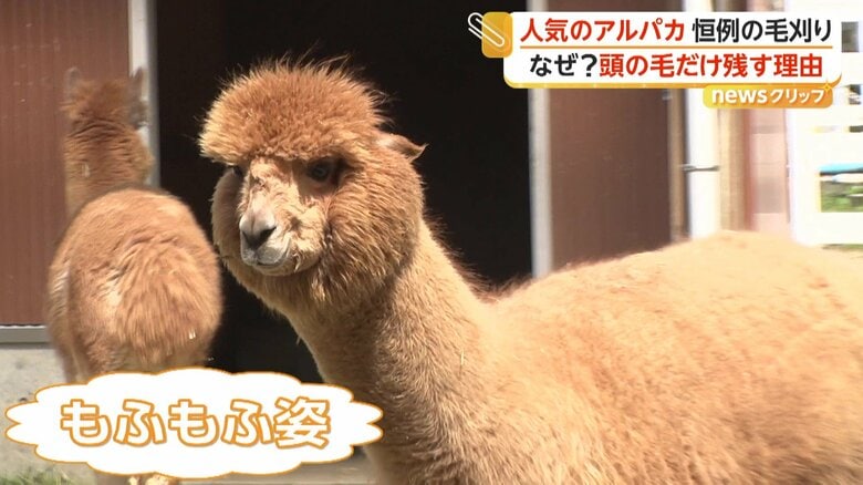 全身もふもふの姿が特徴のアルパカ