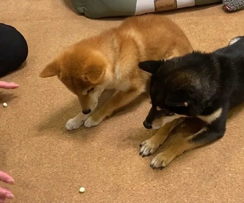 おはぎくんのおやつを狙いながらの伏せ