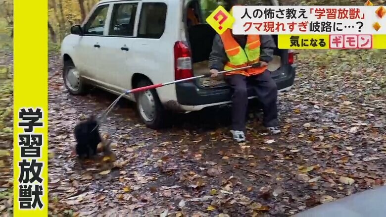 捕獲したクマを棒で追い立てて森へ返す