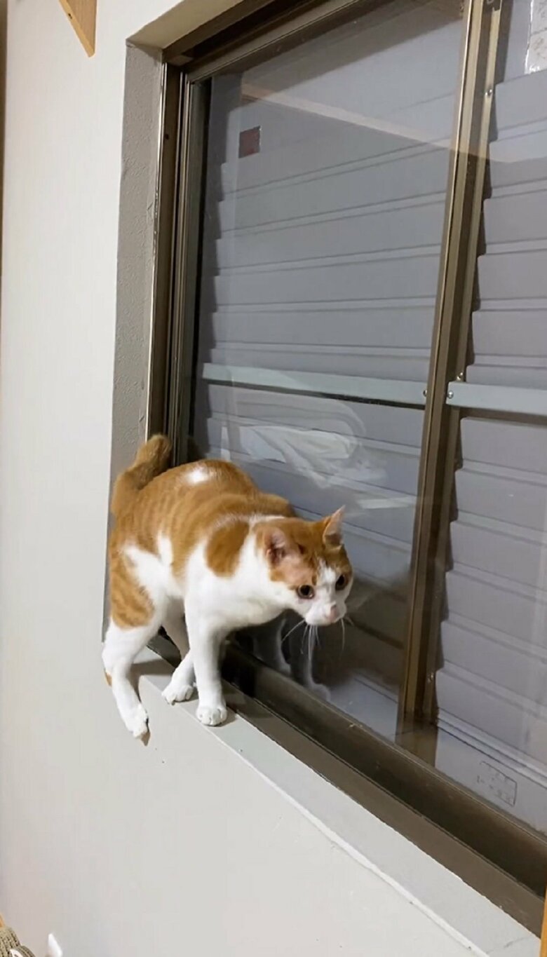 後ろ足が片方落ちるも…