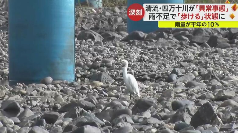魚が…エサを狙ってきたシラサギもぼう然