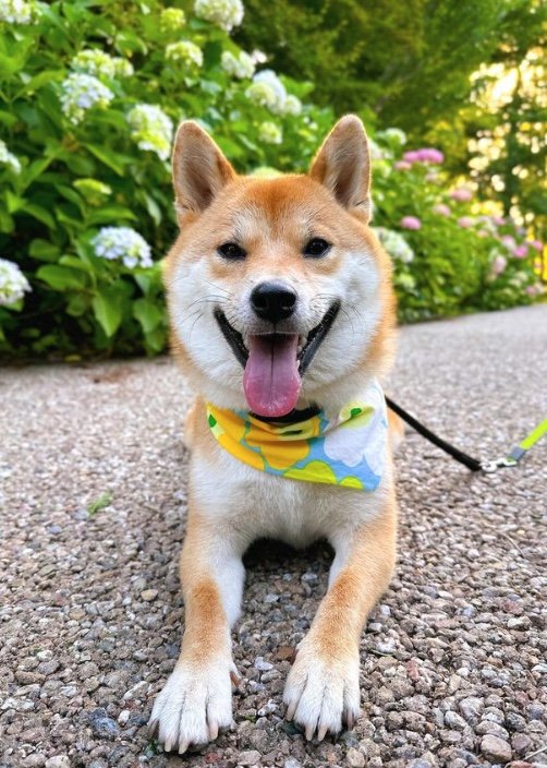 提供：柴犬はらみさん