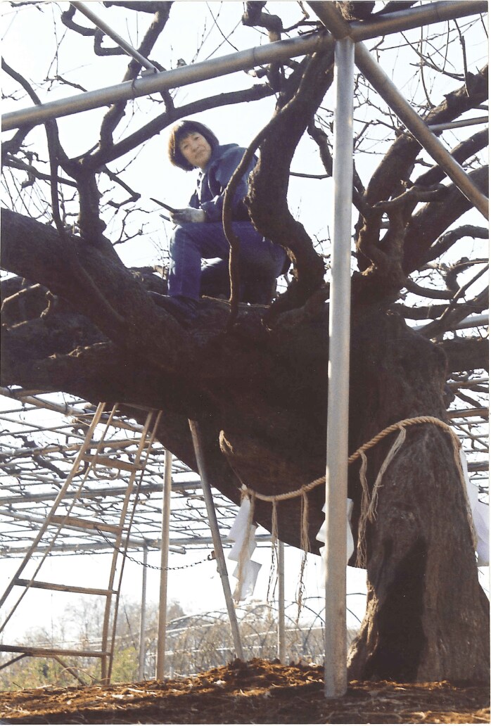 大藤移植当時の塚本こなみさん（当時48歳）