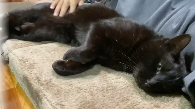 甘えん坊の黒ちゃん