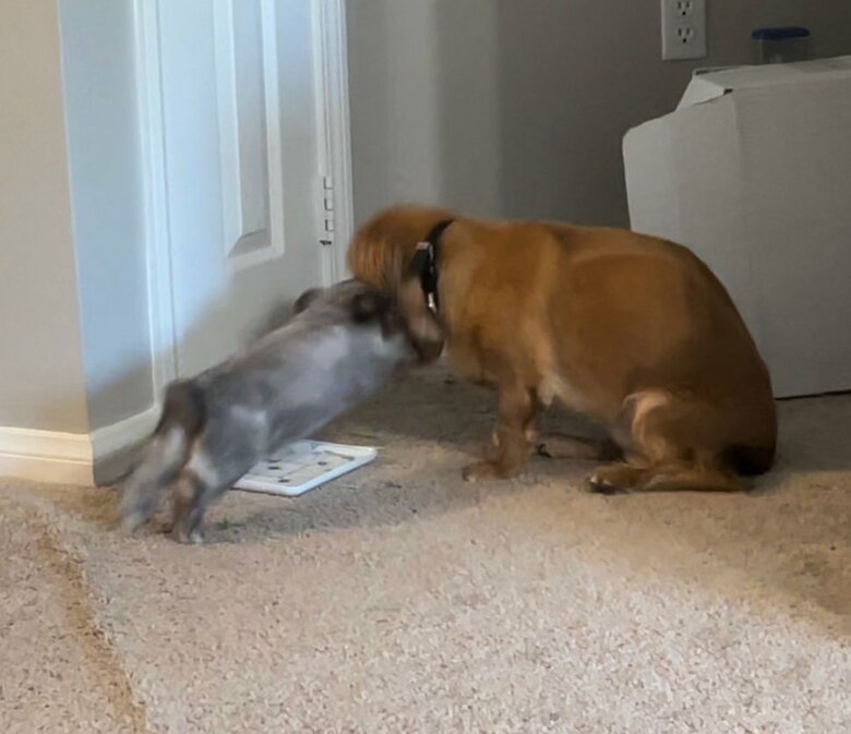 アルフレッドくんに頭突き（提供：和泉ユタカさん）