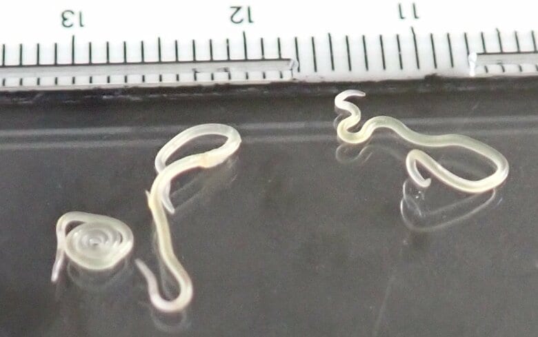 アニサキスの寄生虫　提供：長野県