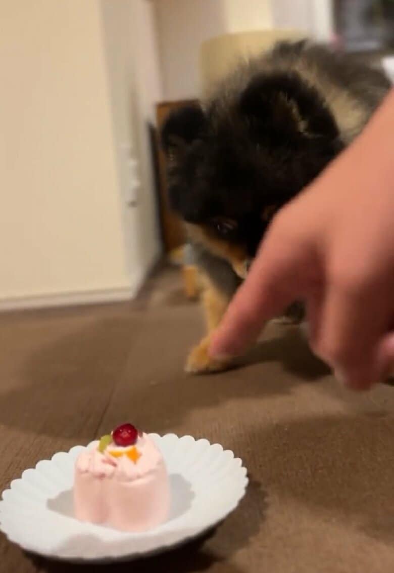 飼い主さん「食べてもいいよ」