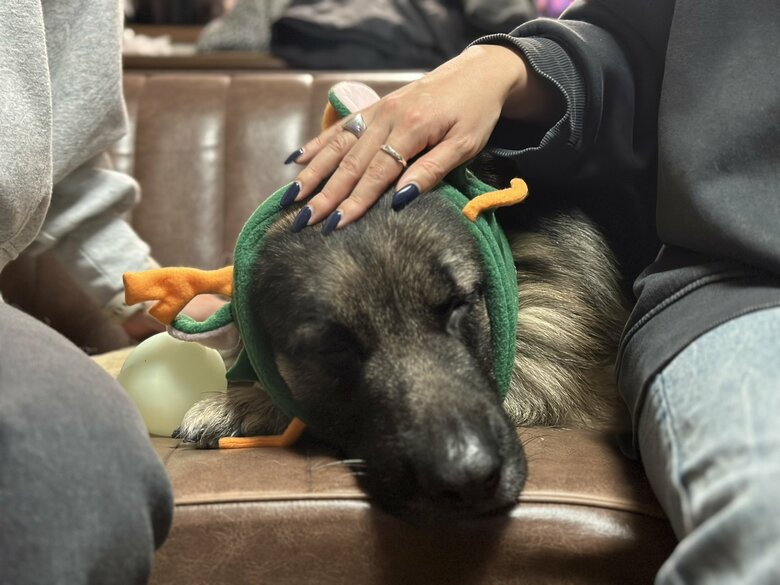 提供：Tobi and Bobi シェパード兄弟犬さん