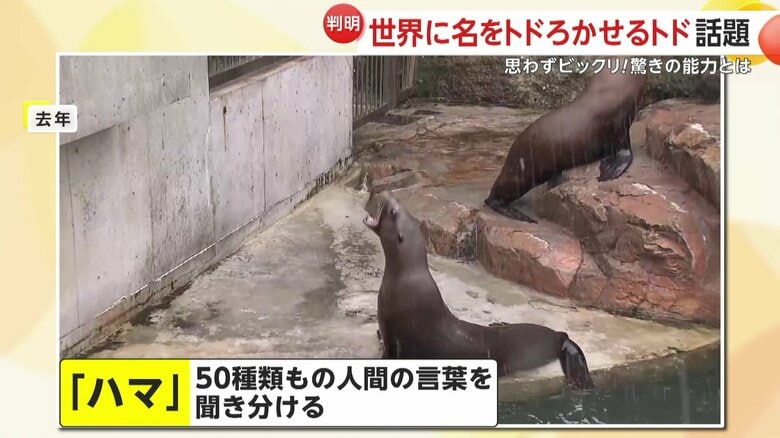 これまでも50種類もの人間の言葉を聞き分けてきた「ハマ」
