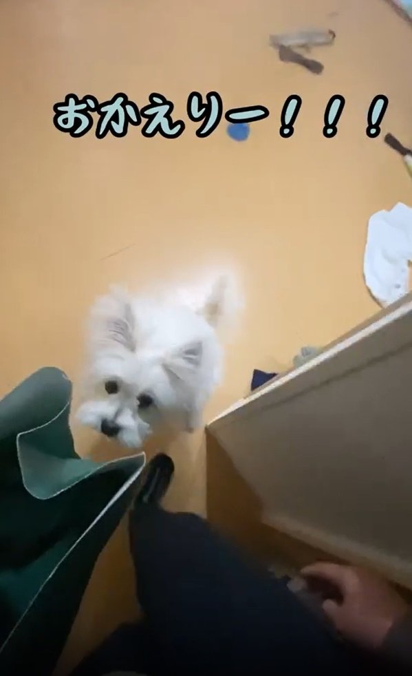 飼い主さんの帰宅を待っていたおちゃくん