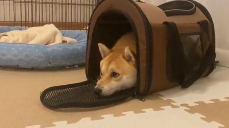 パパさんの靴を噛んで叱られた時のまめ助くん