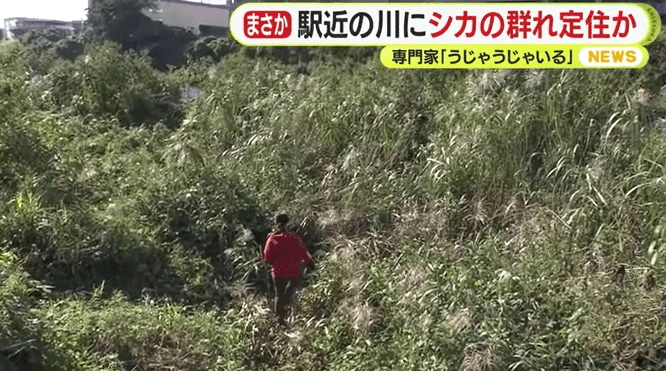 記者の背丈を超える草が茂る河川敷