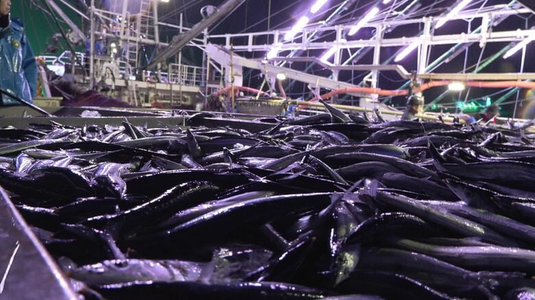花咲港で水揚げされたサンマ 今シーズン初めて500トンを超える