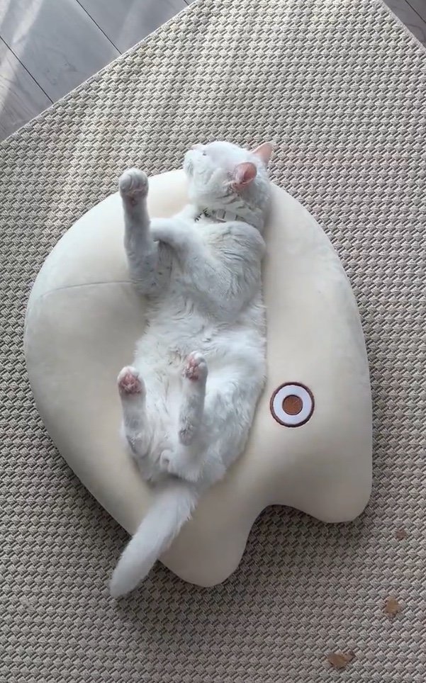 提供：@hakusama0906