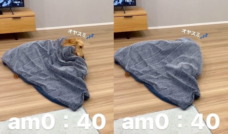 自分で毛布をかけるククナちゃん（提供：関口和也さん）