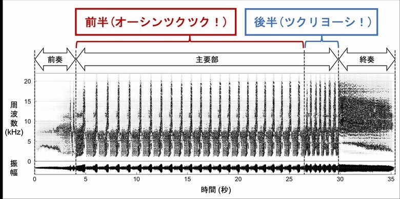 ツクツクボウシのオスの鳴き声【(C)Takeru KODAMA】
