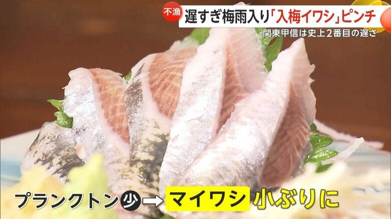 プランクトンも少なくマイワシが小ぶりになっているとも考えられるという