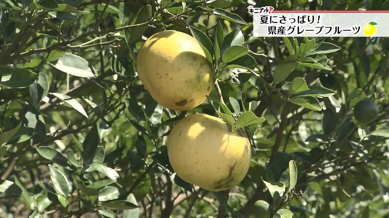 純国産グレープフルーツ「月夜実」