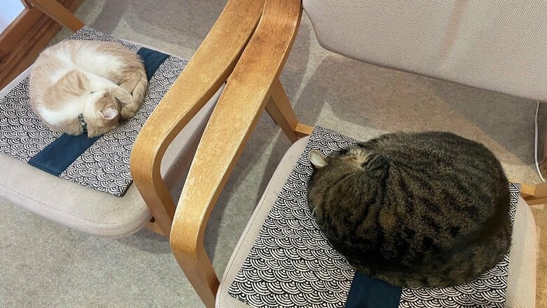 椅子の上で丸まる