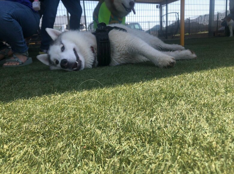ドッグランで寝る銀太くん（提供：斑柄兄妹（銀太と緋那子）さん）