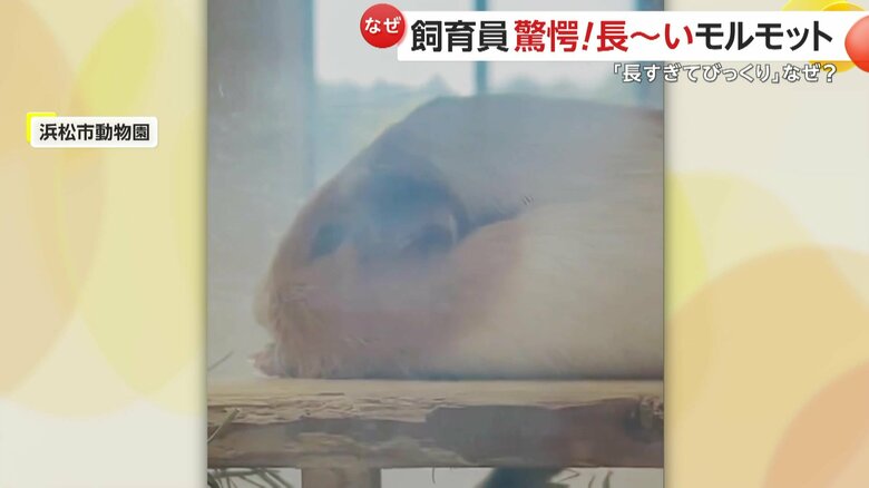 休むときはいつも台の上だというなつみくん