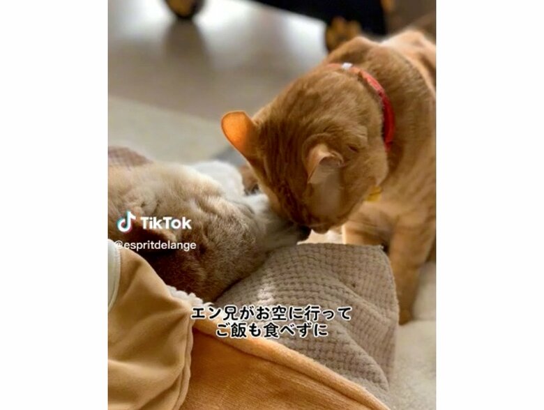 左：エンくん　右：ちまきくん（提供：エンとちぃさん）