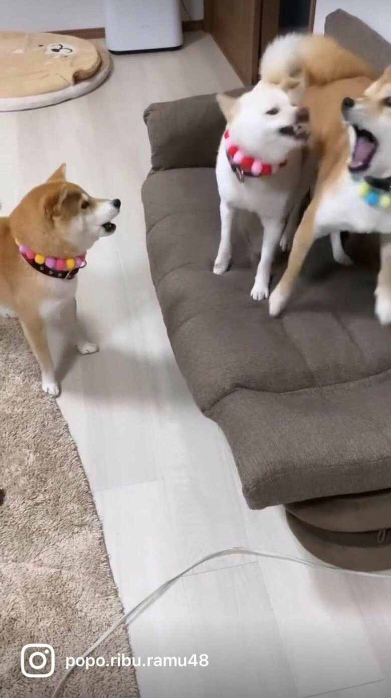 提供：柴犬ポポ(7)リブ(4)ラム(4)さん