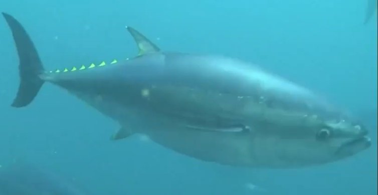 資料：クロマグロ