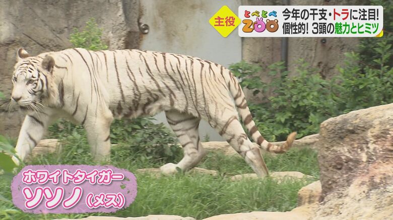 寅年生まれのホワイトタイガー「ソソノ」