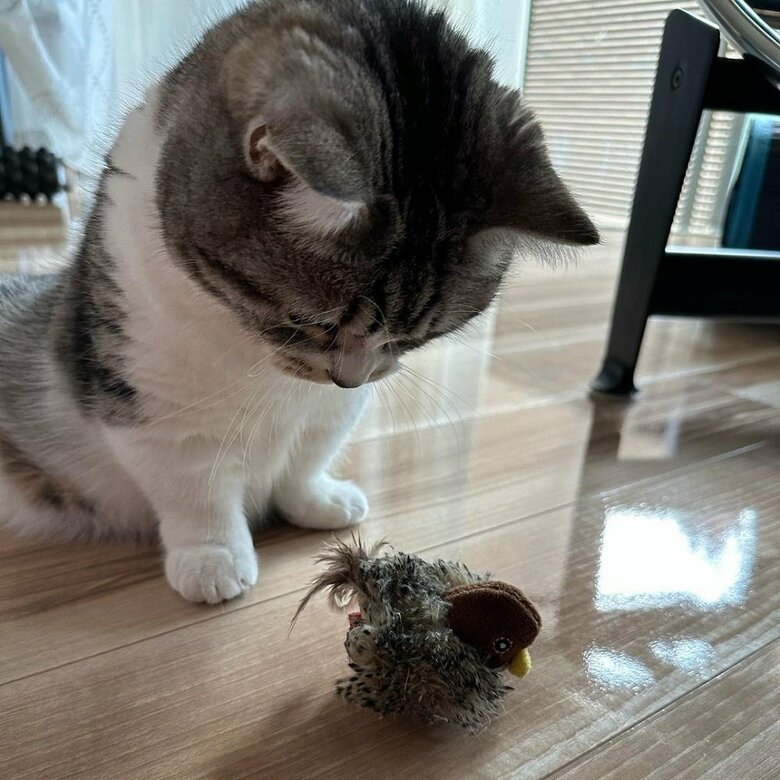 コマドリを発見