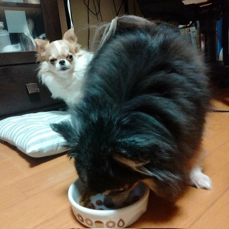 ヲトコちゃんのご飯を盗み食いして怒られているのだそう