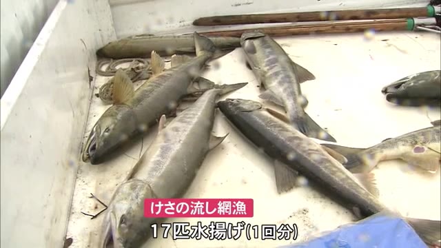 黒部川で伝統漁法 サケの流し網漁