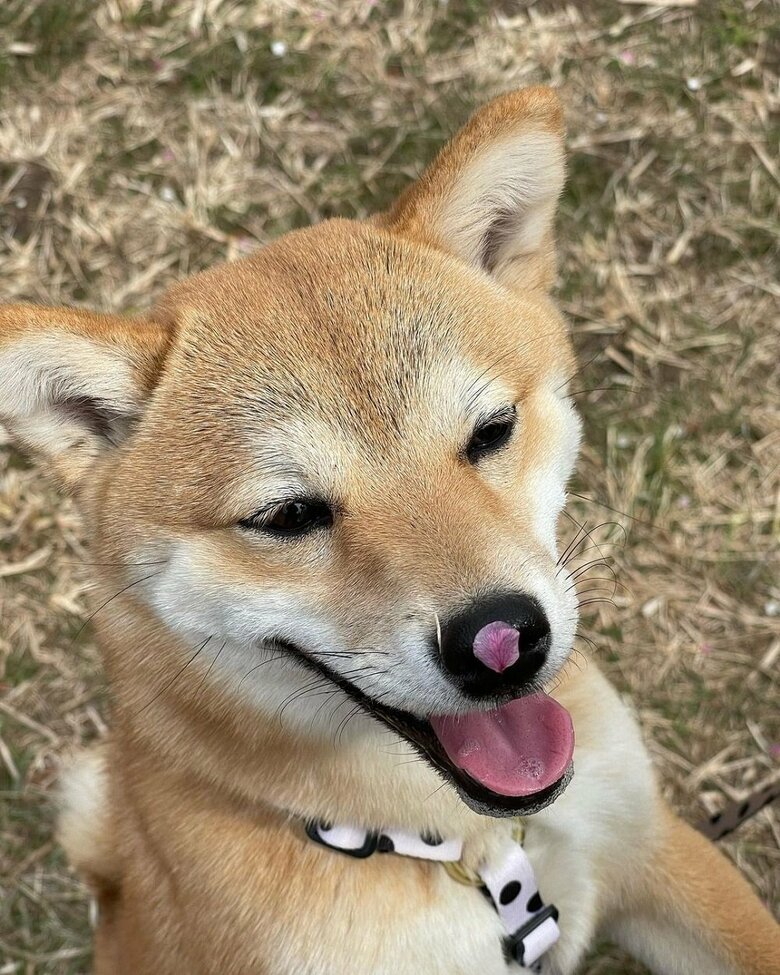 鼻に桜の花びらが…