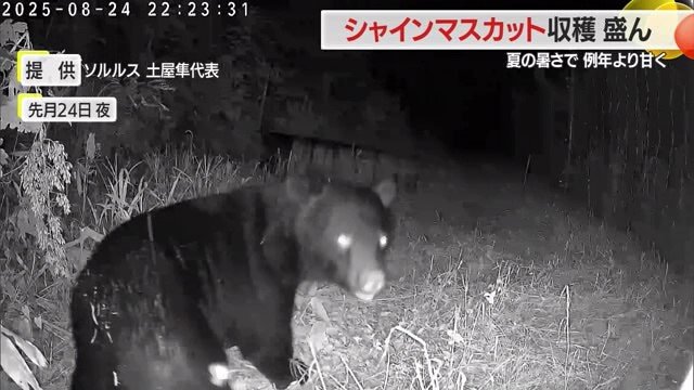 カメラを気にせずうろうろするクマ