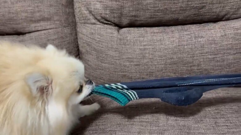 提供：愉快な3姉妹ポメラニアンさん