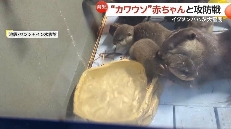 水遊びしたい赤ちゃんを巣箱に戻そうと奮闘するコツメカワウソのお父さん⑥