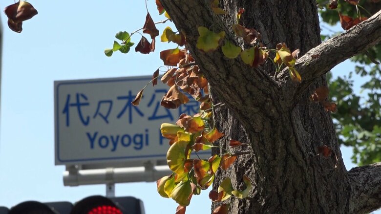 色が変わり、枯れてしまっているようにも見える街路樹の葉