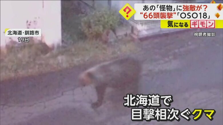 19日、北海道・釧路市で出没したクマ