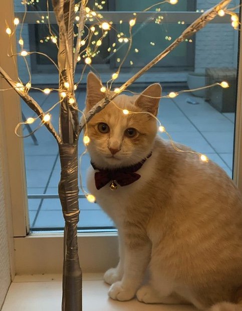 カプチーノくん（提供：たーにゃ。さん）