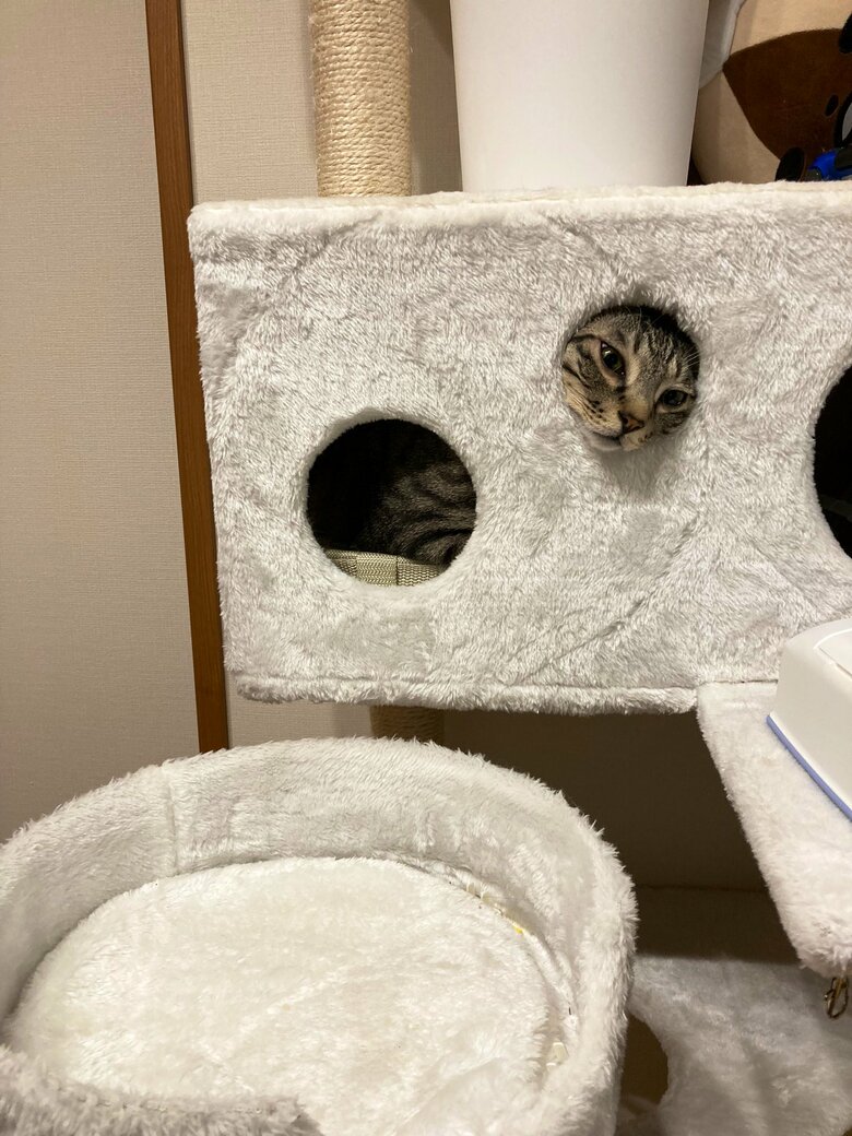 提供：かぎしっぽすず&つむぎさん