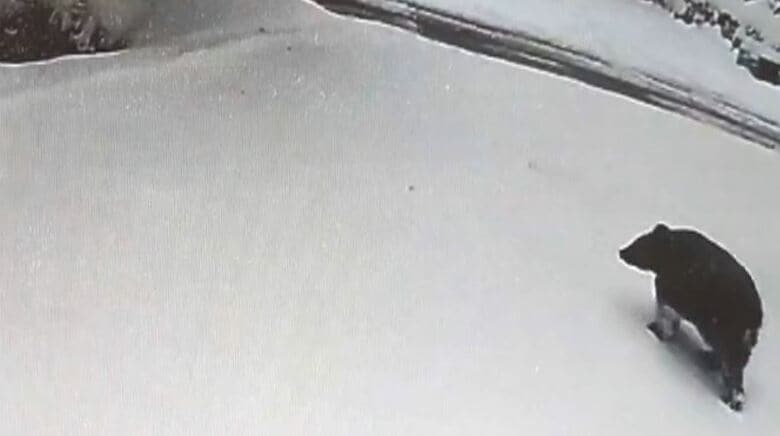 現れたのは1頭のクマ