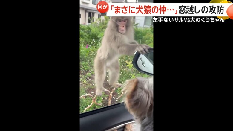 左手のないサルが口を大きく開け、威嚇するように窓へと飛びかかる一部始終③