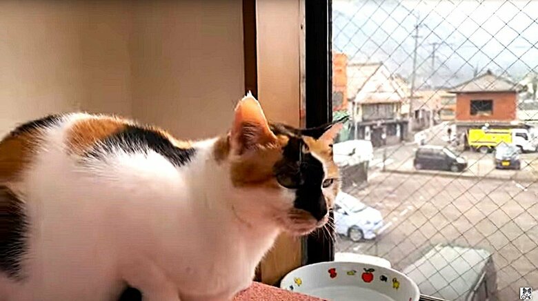 ミケ子ちゃんが宿泊客を助けるきっかけに