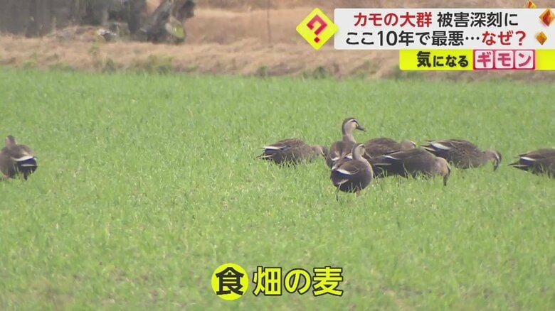 カモによる麦の被害は、ここ10年ほどで最悪だと農家は語る