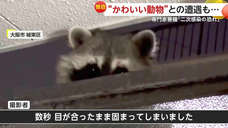 アライグマと目が合ったと語る撮影者