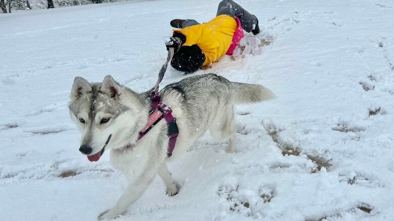 提供：ハスキーいちみちゃんと田舎暮らしさん