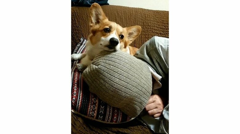 寝てると頭や顔を撫でられるというお父さんの対処法「帽子を被る」